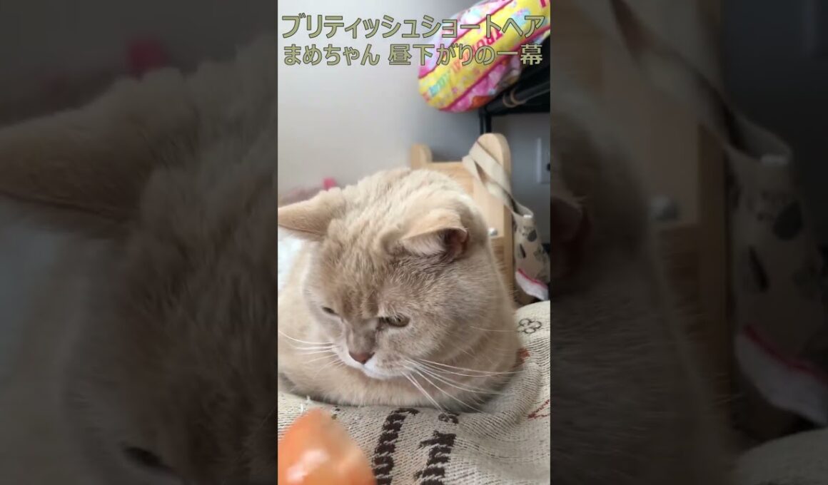 ブリティッシュショートヘア 飼い猫まめちゃん 昼下がりの一幕 #Shorts