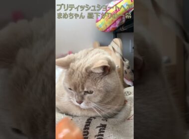 ブリティッシュショートヘア 飼い猫まめちゃん 昼下がりの一幕 #Shorts