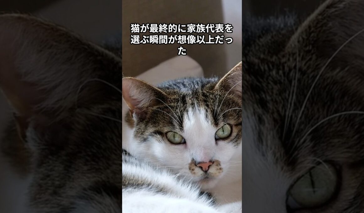 猫が最終的に家族代表を選ぶ瞬間が想像以上だった　 #猫 #雑学 #ねこ #猫のいる生活 #猫好き #猫の雑学 #ネコ #名もなき風景 #cat