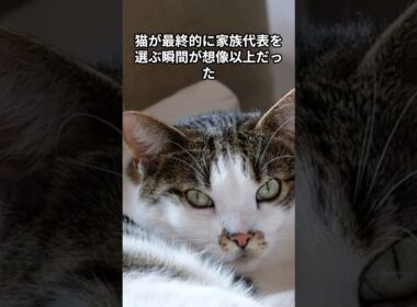 猫が最終的に家族代表を選ぶ瞬間が想像以上だった　 #猫 #雑学 #ねこ #猫のいる生活 #猫好き #猫の雑学 #ネコ #名もなき風景 #cat