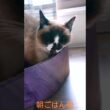 シャム猫さんにも😄✨#猫 #ねこ #cat #Shorts