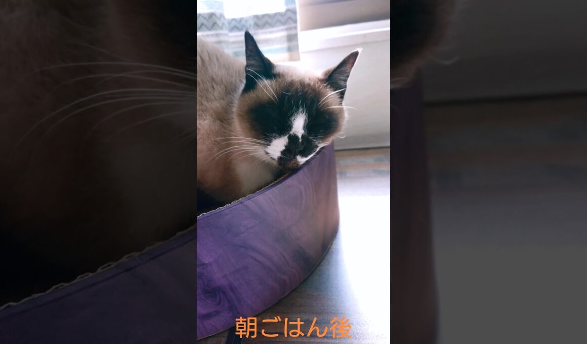 シャム猫さんにも😄✨#猫 #ねこ #cat #Shorts