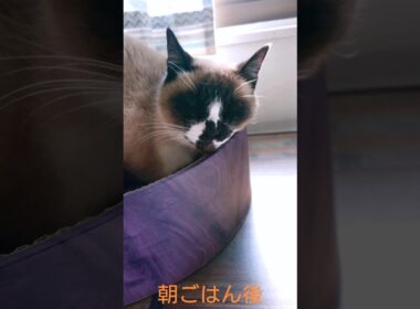 シャム猫さんにも😄✨#猫 #ねこ #cat #Shorts