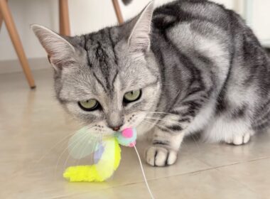 Seriaのおもちゃにドハマりする猫｜アメショとシャルトリューの遊ぶ様子