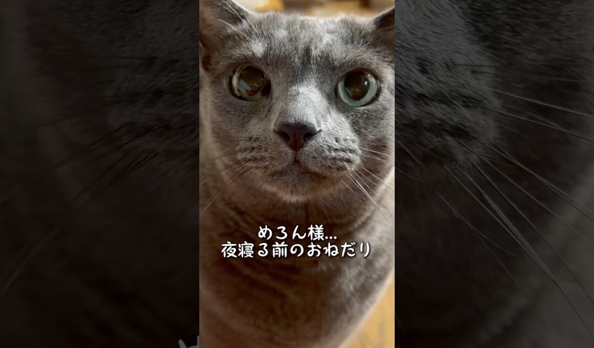 【ロシアンブルー】めろん夜寝る前のおねだりこんな感じ🤗【猫】#shorts