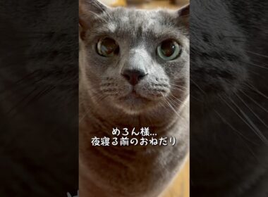 【ロシアンブルー】めろん夜寝る前のおねだりこんな感じ🤗【猫】#shorts