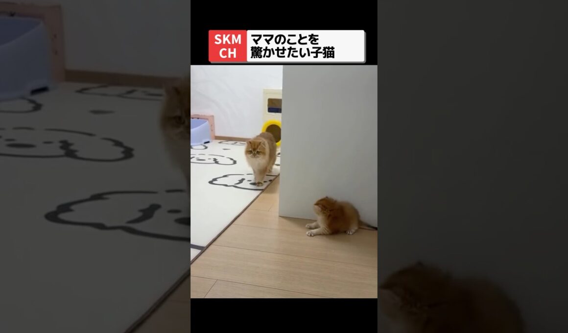 ママ猫を驚かせたくて空回りしちゃう子猫🐾