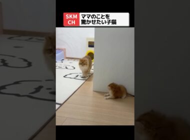ママ猫を驚かせたくて空回りしちゃう子猫🐾