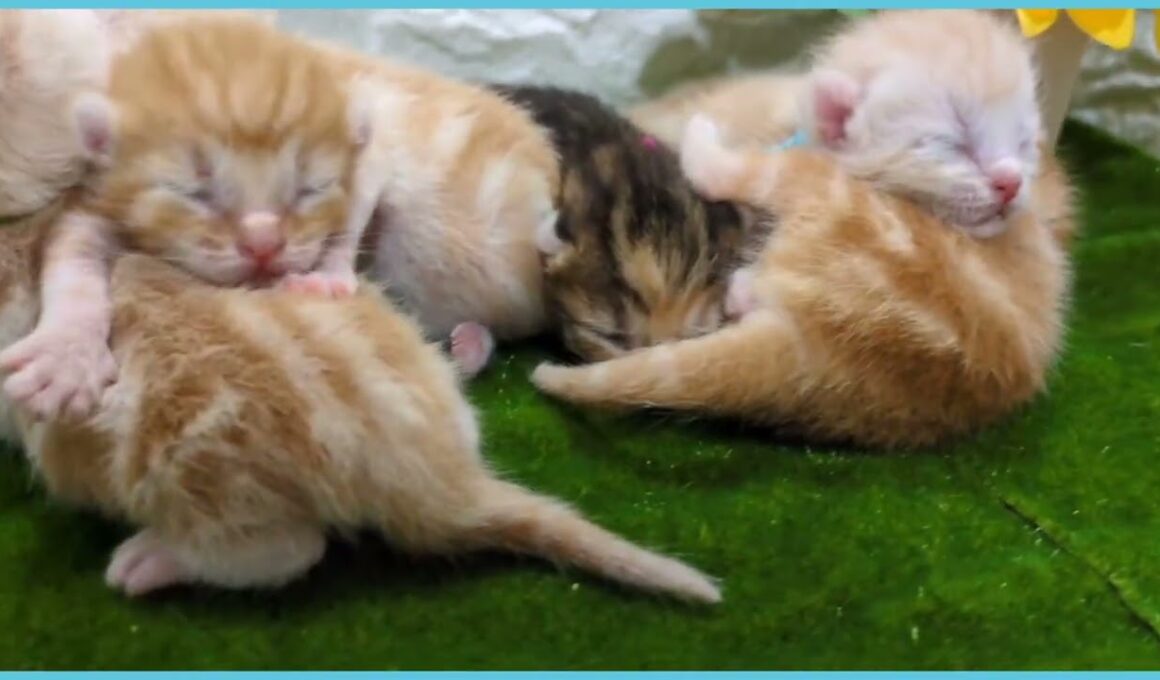 ペットショップcoo&riku No.00744847 アメリカンカール