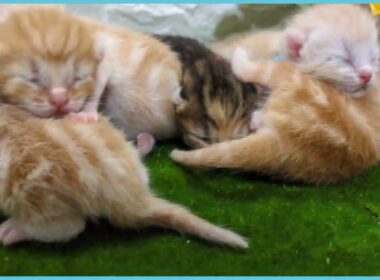 ペットショップcoo&riku No.00744847 アメリカンカール