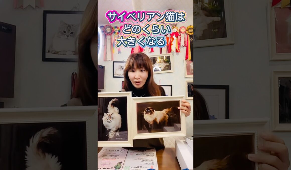 #サイベリアン はどれくらい大きくなる？大きくなるネヴァマスカレードの#子猫 を欲しい方は必見‼️ロイヤル・キャッツは日本で唯一子猫のお迎え時にライン交換するサイベリアン専門#ペットショップ です