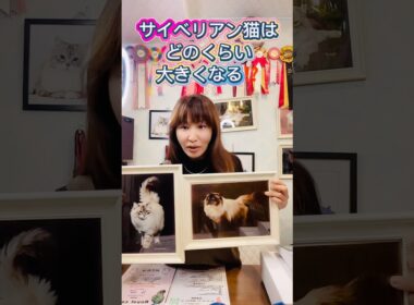 #サイベリアン はどれくらい大きくなる？大きくなるネヴァマスカレードの#子猫 を欲しい方は必見‼️ロイヤル・キャッツは日本で唯一子猫のお迎え時にライン交換するサイベリアン専門#ペットショップ です
