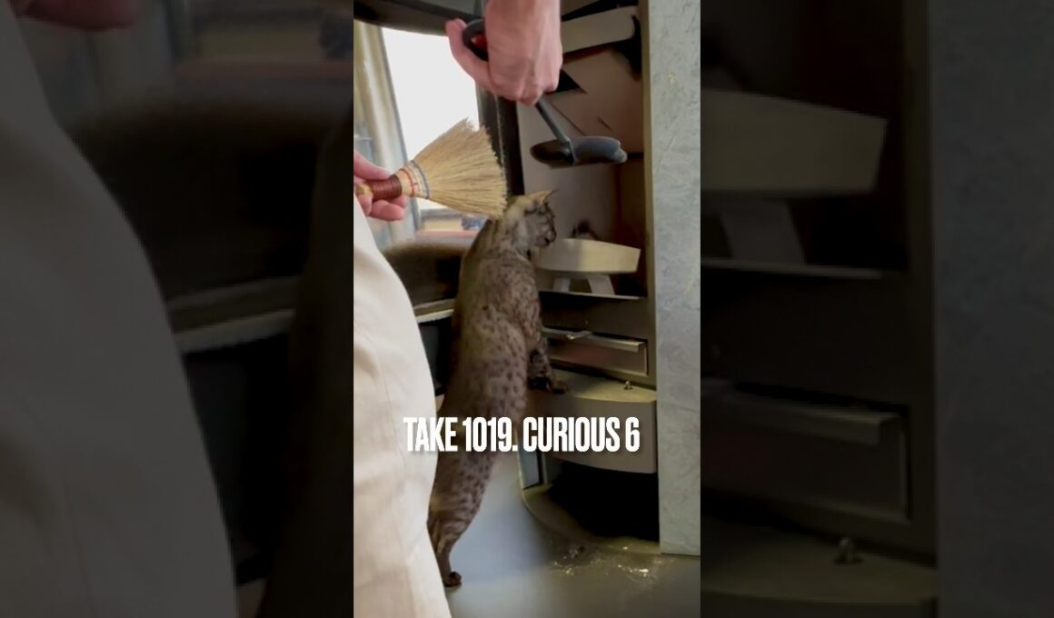 #好奇心が止まらない #薪ストーブ生活 #パパなにしてるの #egyptianmaucat #エジプシャンマウスモーク #shorts #エジプシャンマウ #猫あるある