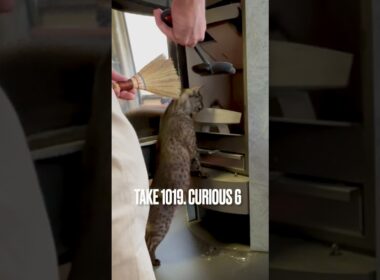 #好奇心が止まらない #薪ストーブ生活 #パパなにしてるの #egyptianmaucat #エジプシャンマウスモーク #shorts #エジプシャンマウ #猫あるある