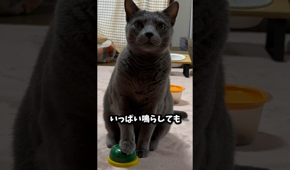 【ロシアンブルー】今朝も一生懸命ベル🛎️でおねだりするめろん🥰食いしん坊ちゃん💗元気です🤗【猫】#shorts