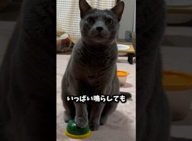 【ロシアンブルー】今朝も一生懸命ベル🛎️でおねだりするめろん🥰食いしん坊ちゃん💗元気です🤗【猫】#shorts