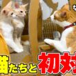 チップが初めて子猫たちと対面した時の反応があまりにも予想外すぎました…！！