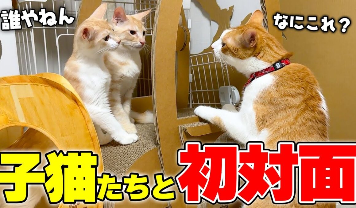 チップが初めて子猫たちと対面した時の反応があまりにも予想外すぎました…！！
