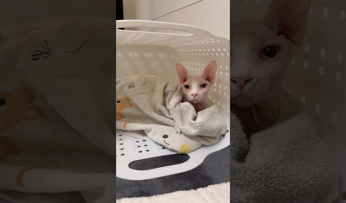 乾燥機で温まった洗濯物に包まる猫アレクサンドラ【スフィンクス】