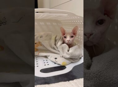 乾燥機で温まった洗濯物に包まる猫アレクサンドラ【スフィンクス】