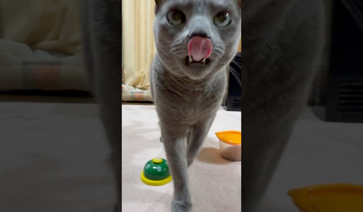 【ロシアンブルー】めろんは時々長くなります🤭【猫】#shorts