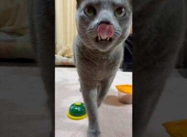 【ロシアンブルー】めろんは時々長くなります🤭【猫】#shorts