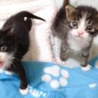 ニャーニャー隊の赤ちゃん子猫がミルクのおねだりコール？【赤ちゃん猫　保護猫】