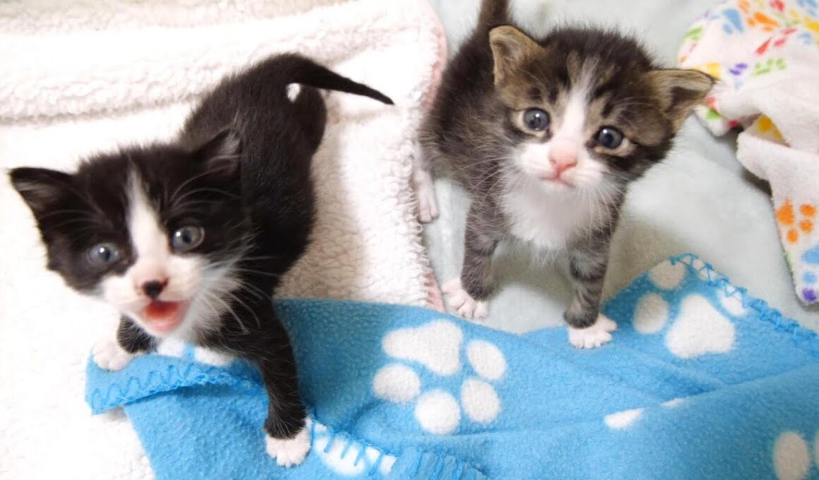 ニャーニャー隊の赤ちゃん子猫がミルクのおねだりコール？【赤ちゃん猫　保護猫】