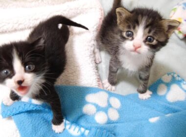 ニャーニャー隊の赤ちゃん子猫がミルクのおねだりコール？【赤ちゃん猫　保護猫】