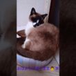 夕方のシャム猫さん🐾#猫 #ねこ #cat #Shorts