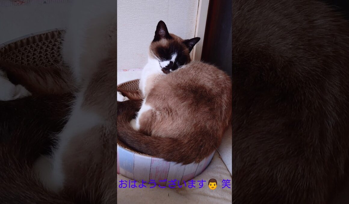 夕方のシャム猫さん🐾#猫 #ねこ #cat #Shorts