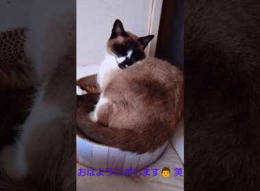 夕方のシャム猫さん🐾#猫 #ねこ #cat #Shorts