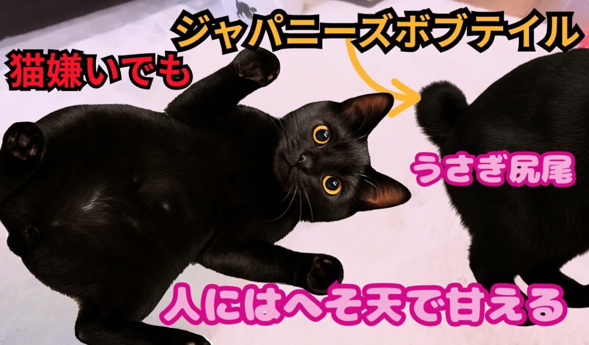 【希少】うさぎ尻尾のジャパニーズボブテイル、猫嫌いなのに人にはへそ天で甘える姿が天使すぎた（保護猫カフェ森のねこ舎）淡路Japanese Bobtail black cat is a sweetie
