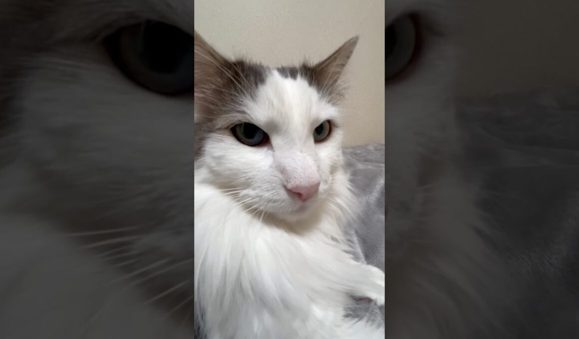 ドアップ映像 #ノルウェージャンフォレストキャット