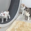 ヤンチャすぎる新入り子猫を一日中守ってくれてる先輩たちが優しすぎました…
