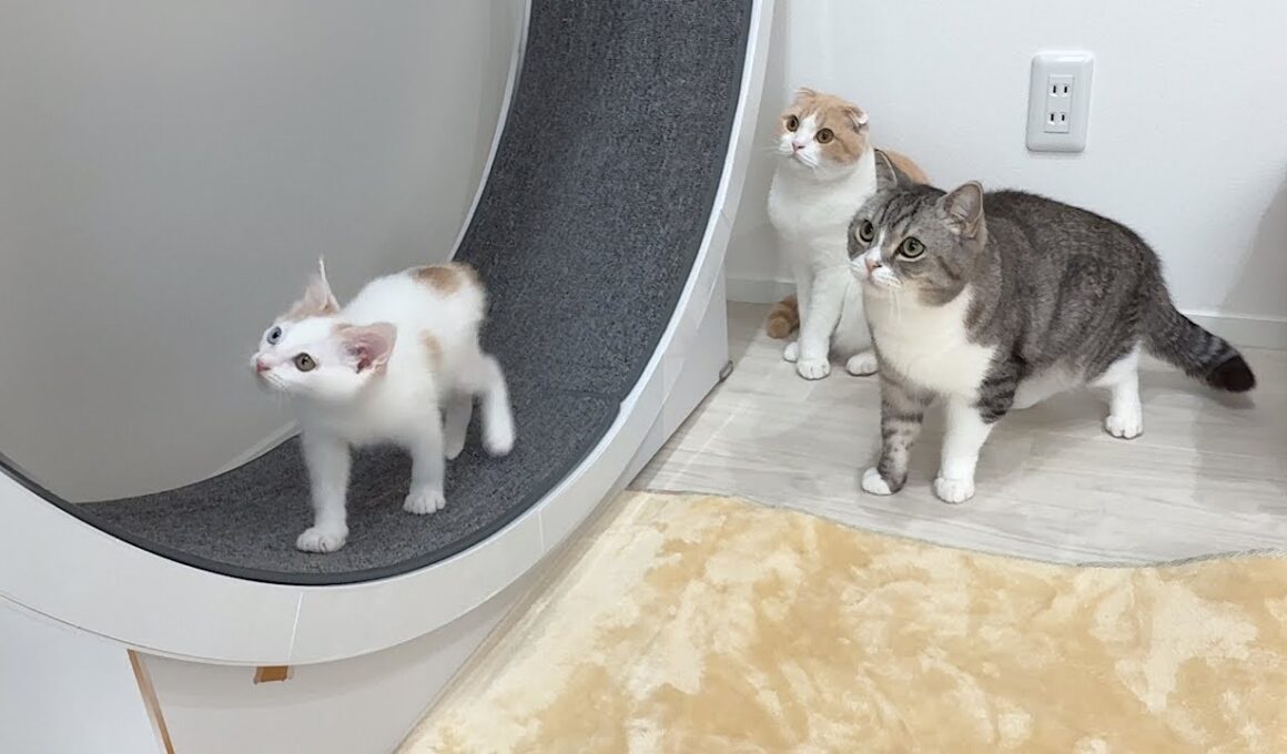 ヤンチャすぎる新入り子猫を一日中守ってくれてる先輩たちが優しすぎました…