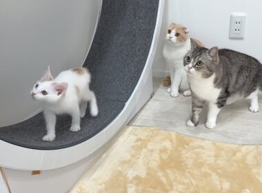 ヤンチャすぎる新入り子猫を一日中守ってくれてる先輩たちが優しすぎました…
