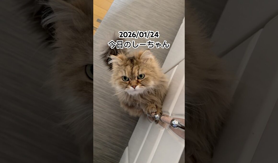2026/01/24今日のしーちゃん #猫 #ペルシャ #シエル #cat #猫のいる暮らし
