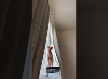 モジモジして飛びかかってこない猫アレクサンドラ【スフィンクス】