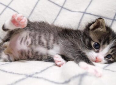 ミルクをおねだりする赤ちゃん子猫がおじさんを起こそうと頑張ってみる？【赤ちゃん猫　保護猫】