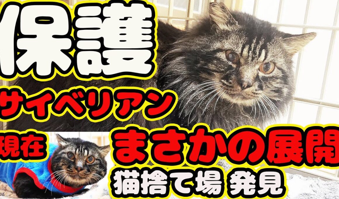 【保護 ブランド猫】サイベリアン 山へ捨てられ助けられるまでのボランティアさんの苦悩 強運猫の奇跡とは… 長毛 野良猫 捨て猫トリミング シャンプー ノミ駆除 経過報告