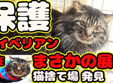 【保護 ブランド猫】サイベリアン 山へ捨てられ助けられるまでのボランティアさんの苦悩 強運猫の奇跡とは… 長毛 野良猫 捨て猫トリミング シャンプー ノミ駆除 経過報告