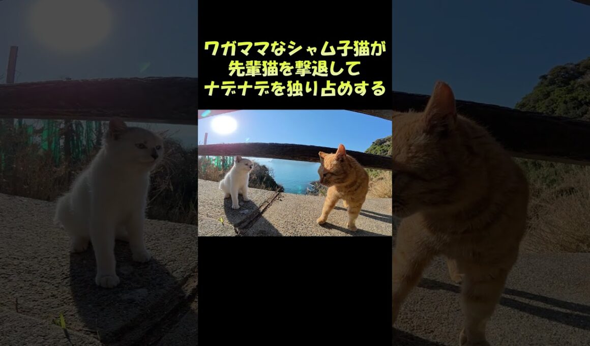 ワガママなシャム子猫が先輩猫を撃退してナデナデを独り占めする #猫 #ねこ #cat