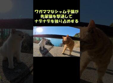 ワガママなシャム子猫が先輩猫を撃退してナデナデを独り占めする #猫 #ねこ #cat