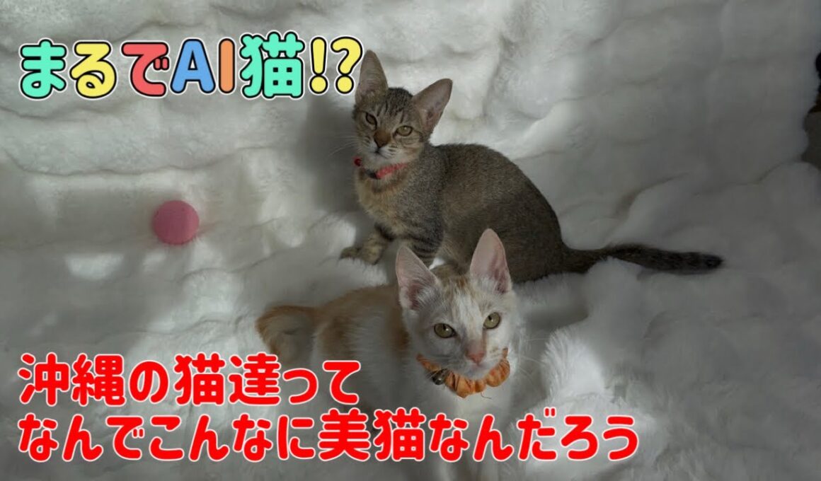 【沖縄っ子】最近のAI猫かと思っちゃう