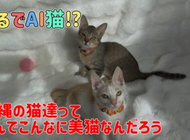 【沖縄っ子】最近のAI猫かと思っちゃう