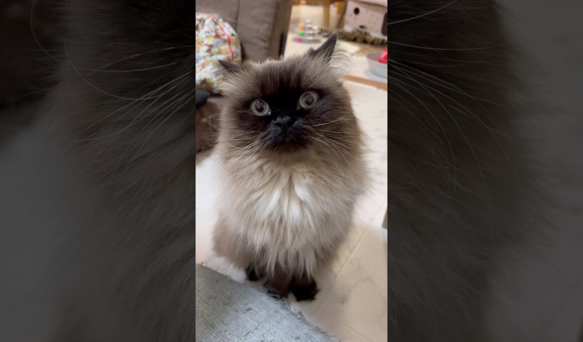 うちのスンスン🐱げんたくん！#ヒマラヤン #猫 #shorts #猫のいる暮らし