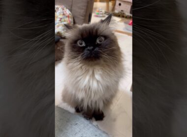 うちのスンスン🐱げんたくん！#ヒマラヤン #猫 #shorts #猫のいる暮らし