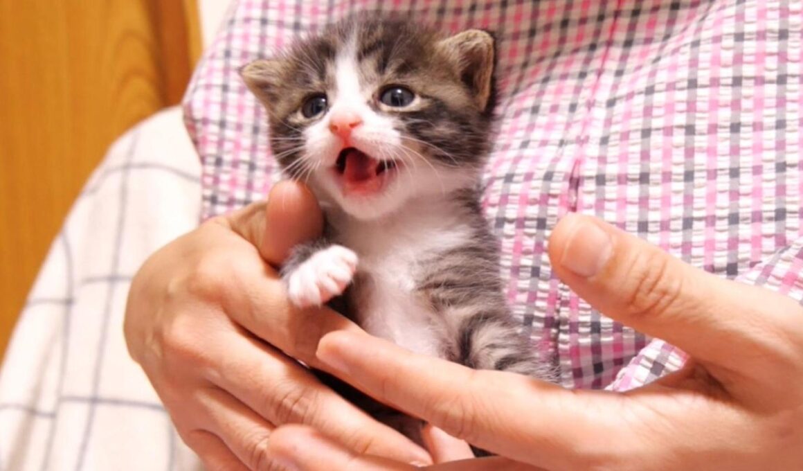 ママの抱っこにうれし鳴きする赤ちゃん子猫？【赤ちゃん猫　保護猫】