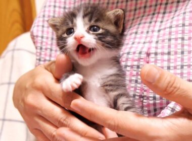 ママの抱っこにうれし鳴きする赤ちゃん子猫？【赤ちゃん猫　保護猫】